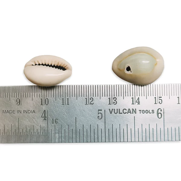 Natural Cowrie/Kaudi/Kowdi/Koudi Shells – White Seashells for Craft, Art, Jewellery Making, Home Décor & Puja | Set of 21 - Image 2